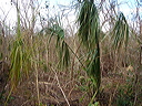 dsc00533